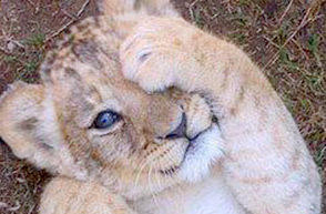 seaview-lion-cub